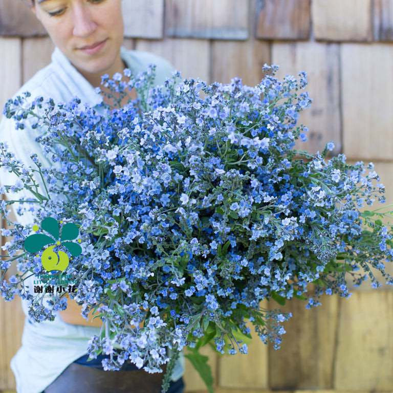 倒提壶中国勿忘我耐寒春夏开花