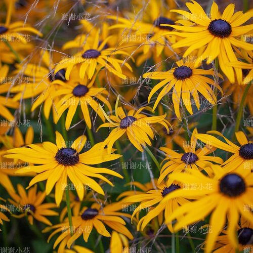 宿根金光菊耐热丰花多年生好养