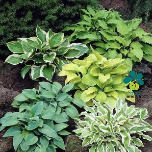 谢谢小花 彩叶观花观叶多年生宿根耐阴盆栽庭院植物耐热耐寒 玉簪