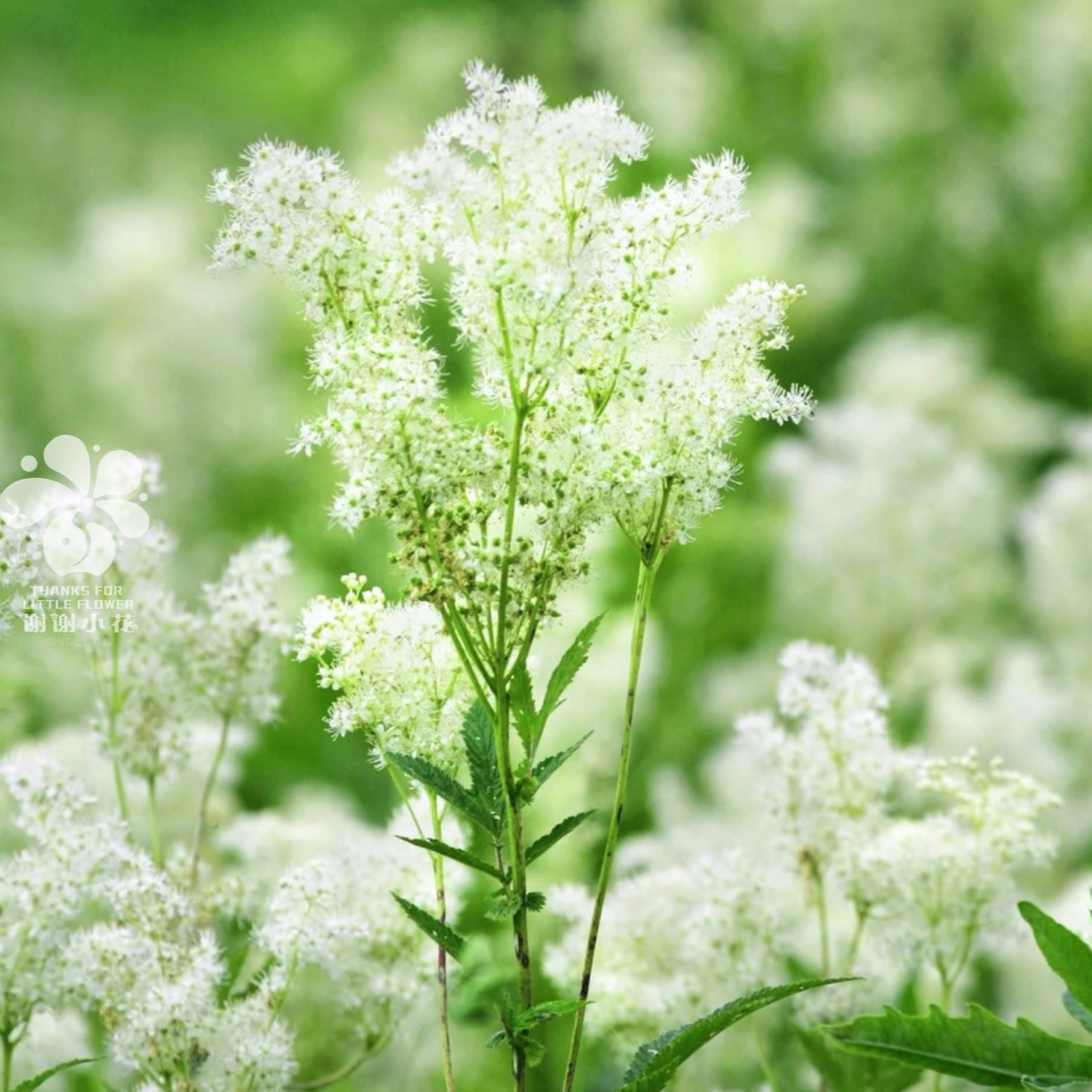 谢谢小花 旋果蚊子草 多年生花卉 花园自然野趣耐热耐寒盆栽植物