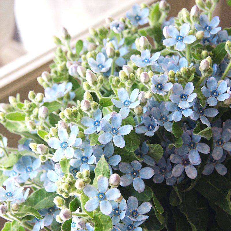 谢谢小花 天蓝尖瓣木 圆瓣 蓝星花 丰花 多年生花卉耐热盆栽植物