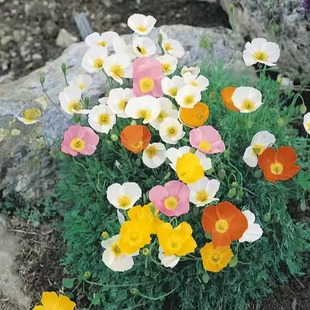 耐寒春季 混色 开花阳台花园盆栽植物 阿尔卑斯虞美人 谢谢小花