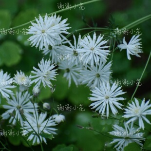 谢谢小花 瓣蕊唐松草 原生花卉植物 耐热耐寒 多年生宿根盆栽植物