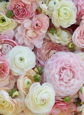 谢谢小花 花毛茛洋牡丹 蝴蝶成功浪漫巨星进口球根多年生花卉植物