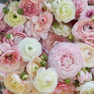 谢谢小花 蝴蝶成功浪漫巨星进口球根多年生花卉植物 花毛茛洋牡丹