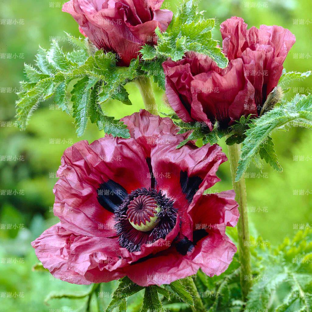 谢谢小花 东方虞美人 进口裸根 多年生宿根耐寒大花切花盆栽植物