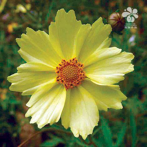 谢谢小花 金鸡菊 满月 大爆炸系列 耐热耐寒宿根多年生盆栽植物