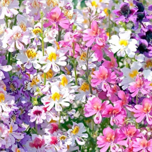 谢谢小花 蛾蝶花 天使梦境混色喜阳耐寒丰花好养阳台花园切花植物