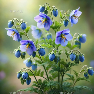 谢谢小花 花荵 进口新品 多年生耐寒耐旱花卉 庭院阳台盆栽苗植物