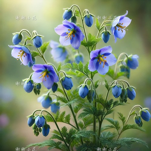 花荵进口新品多年生耐寒盆栽植物