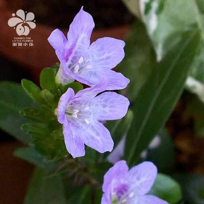 谢谢小花 日本马蓝 伊势花火 多年生山野草盆景花卉盆栽开花植物