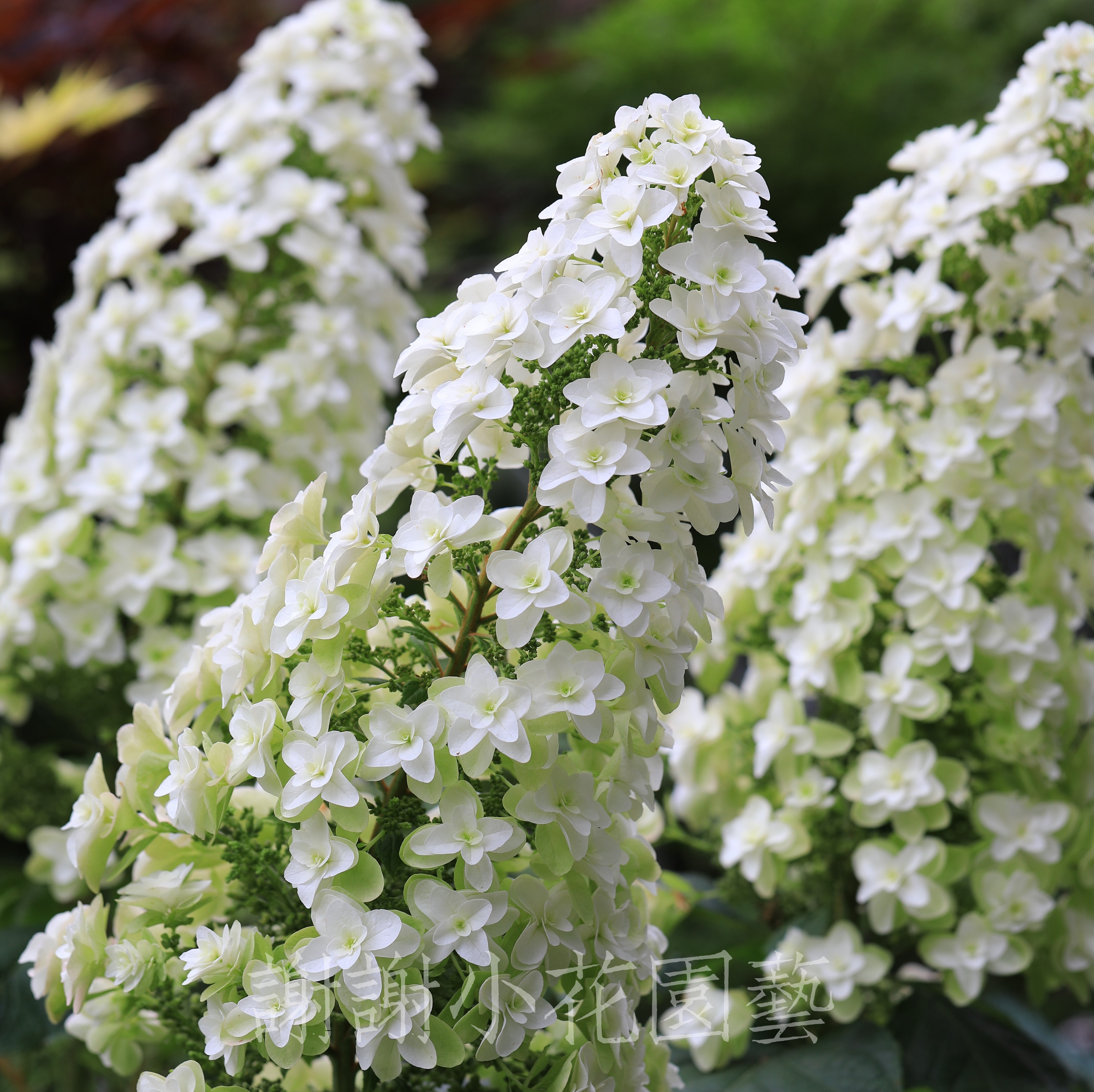 栎叶绣球重瓣雪花多年生耐寒灌木