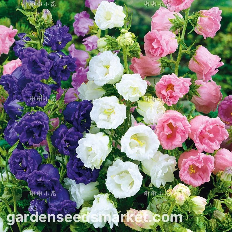 新品冠军风铃草重瓣花量大盆栽