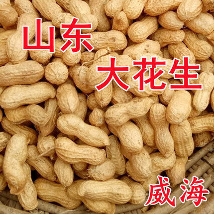 山东威海2026新货大粒生花生带壳新鲜晒干花生芽苗菜种籽子结婚