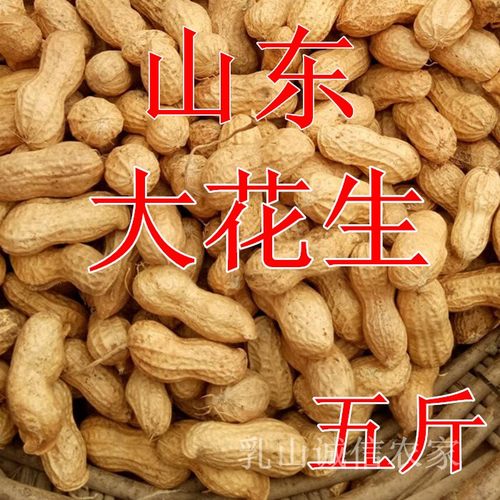 山东带壳大粒生花生高产种子