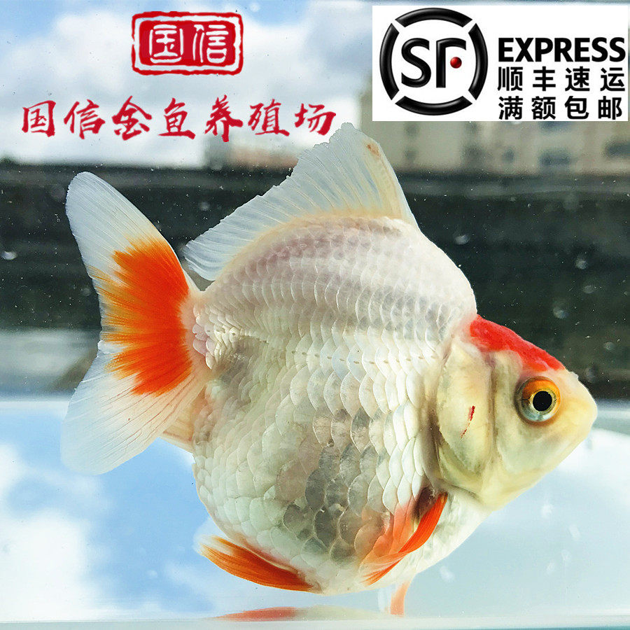 精品胖肚子短尾高背鎏金鱼全红白花色金元宝易活耐养冷淡水观赏鱼_虎窝淘