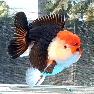 玛丽金鱼将军泰狮短尾元宝泰狮鱼场直销好活易养冷淡水观赏鱼