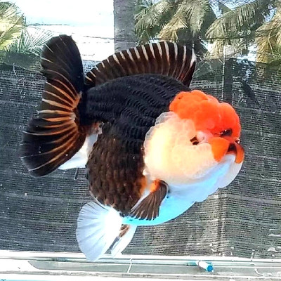 泰狮淡水金鱼短尾将军体精品