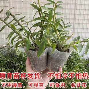 铁皮石斛苗盆栽花卉植物室内客厅兰花科种植可食用绿植盆景杯苗