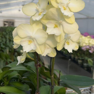 3.0寸玉兔2花剑带花全开瑕疵三片叶