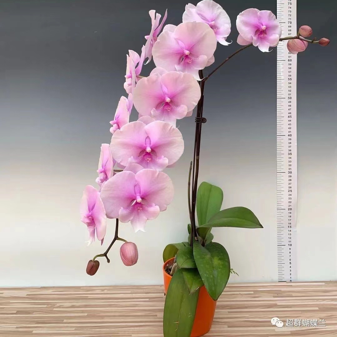 粉迷雾1花剑带花全开微瑕3.0