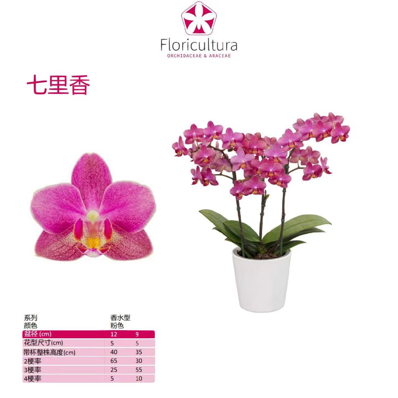 2.8寸七里香2花剑花梗微瑕