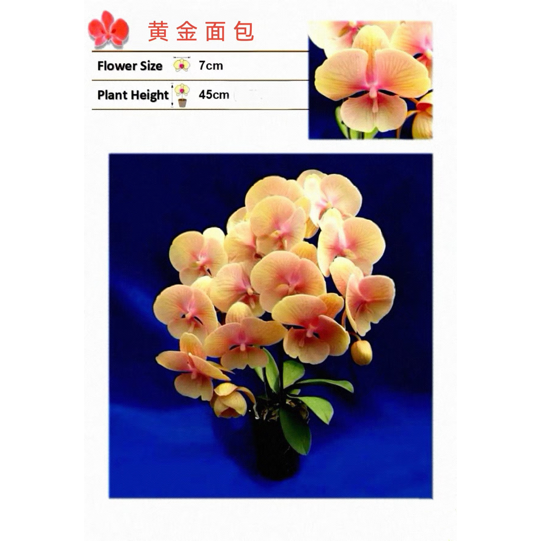 3.0寸黄金面包1花剑花梗梗短微瑕