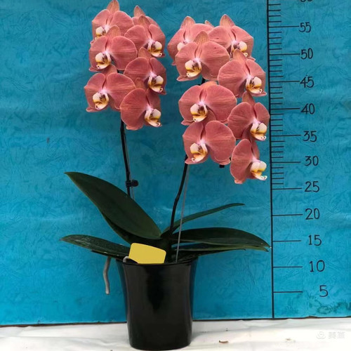 3.0寸三文鱼1花剑带花全开瑕疵有掉花