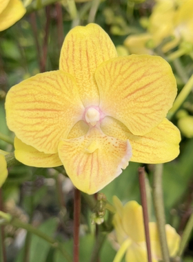 3.0寸2264单花剑花梗微瑕