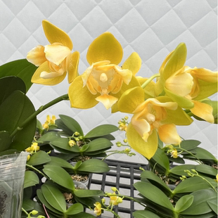 3.0寸叮当2花剑带花微瑕