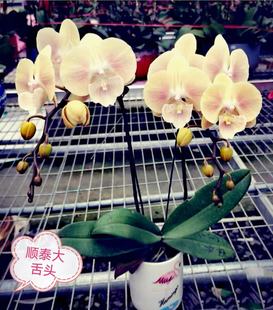 3.0寸顺泰大舌头1花剑花梗微瑕