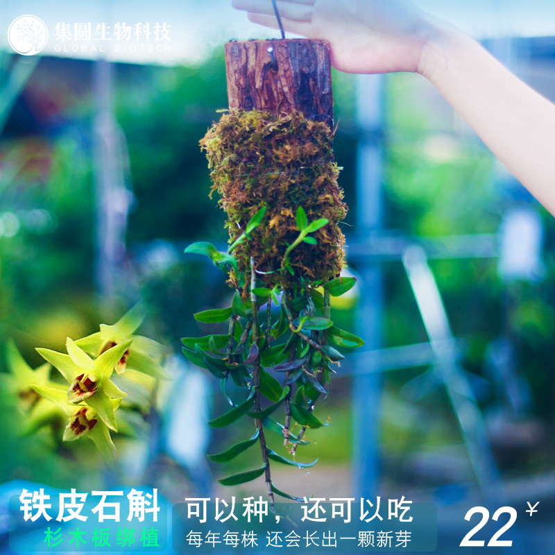 杉木绑植铁皮石斛懒人兰花