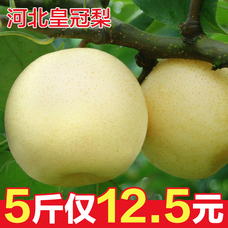新鲜梨子 5斤河北皇冠梨当季水果酥梨水晶梨鸭梨雪梨包邮 梨子在类目 水产肉类/新鲜蔬果/熟食, 新鲜水果, 梨中 - 来自Buy2taobao.com提供专业的淘宝代购服务