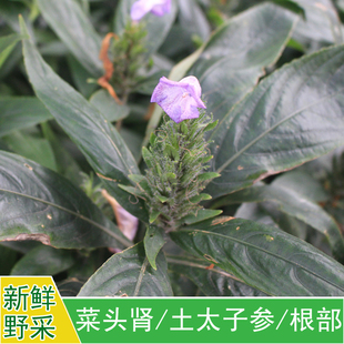 浙江南部特有名贵野挖草本中草药材现采新鲜菜头肾根250g