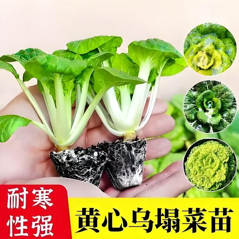 耐寒黄心乌塌菜秧苗绿心四季冬天幼苗阳台盆栽高产精选原土保湿