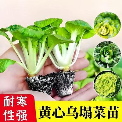 耐寒黄心乌塌菜秧苗绿心四季冬天幼苗阳台盆栽高产精选原土保湿