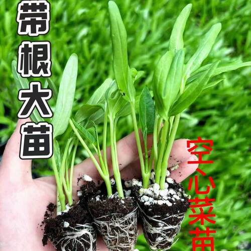 三叉空心菜秧苗带根带土高产四季大叶空心菜苗阳台盆栽黄瓜甜瓜苗