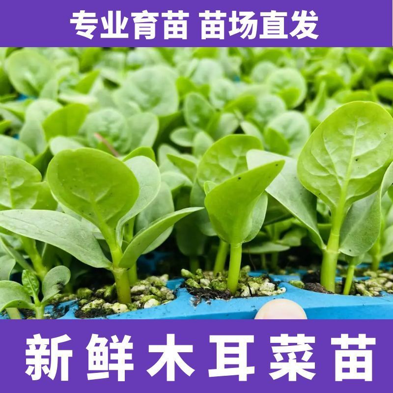 爬藤大叶木耳菜苗带土发货