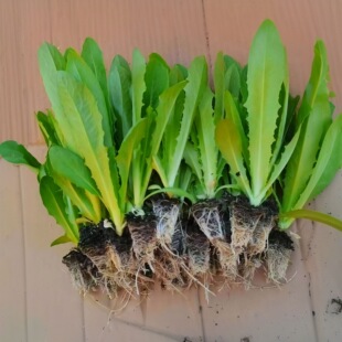 甜香油麦菜秧苗四季 清香蔬菜苗庭院露天易种易活带土直发密封活苗