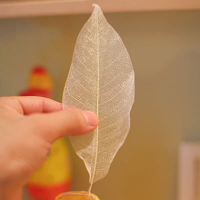 餐厅盆栽玉兰树叶脉摄影干花瓣