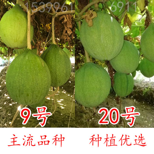 9号根苗种子安徽中药材