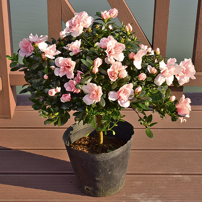 西洋杜鹃盆栽庭院阳台窗台开花植物花期长比利时杜鹃带花苞发货