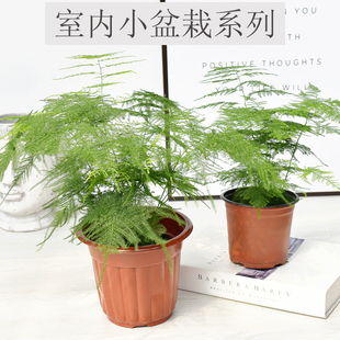 24种室内桌面盆栽文竹原盆发货吸甲醛四季常绿盆栽绿植耐阴植物