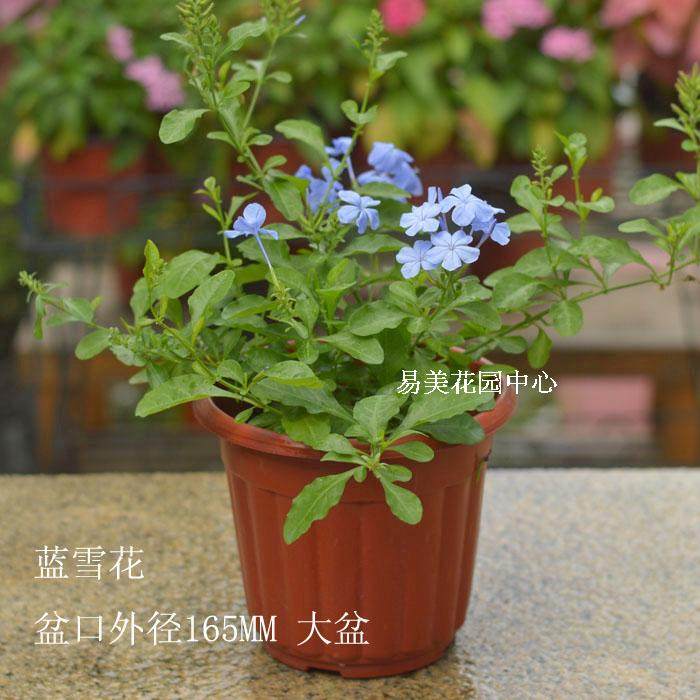 蓝雪花 蓝茉莉 花卉阳台庭院绿植盆栽 花期长 半爬藤 多年生,鲜花速递/花卉仿真/绿植园艺,绿植,淘宝优惠券,粉丝福利购,淘宝优惠卷