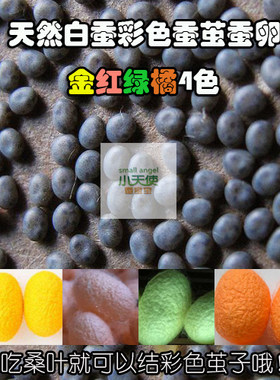天然白色蚕卵结金红绿橘黄