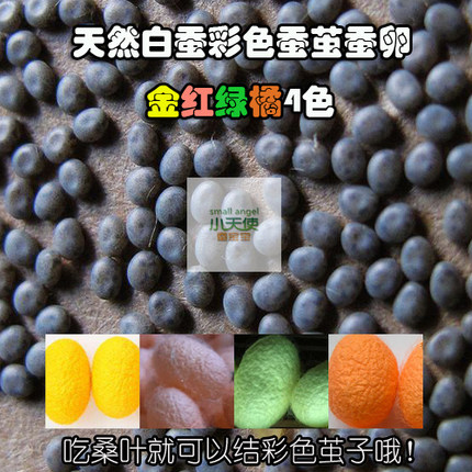 天然白色蚕彩色茧蚕卵结金红绿橘黄四色买就送饲养工具养蚕手册