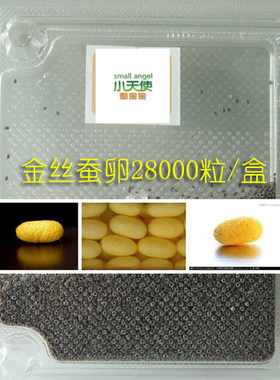金丝蚕卵吃桑叶结金色丝蚕种28000粒一盒包邮另有红绿蚕卵大量供