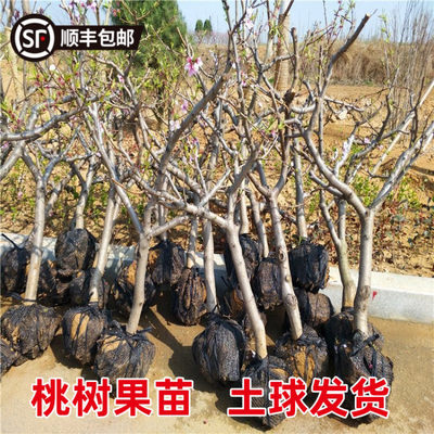 特大桃树果苗带土南北方种植嫁接红黄油桃冬桃盆地栽水蜜桃子苗树