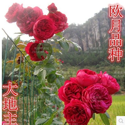 欧月 大地主月季花苗 别称拉伯雷月季花苗 丰花系列阳台庭院花卉