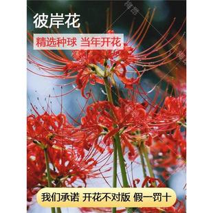 彼岸花种球曼珠沙华花种曼陀罗种子红花石蒜花盆栽室内外四季 花卉